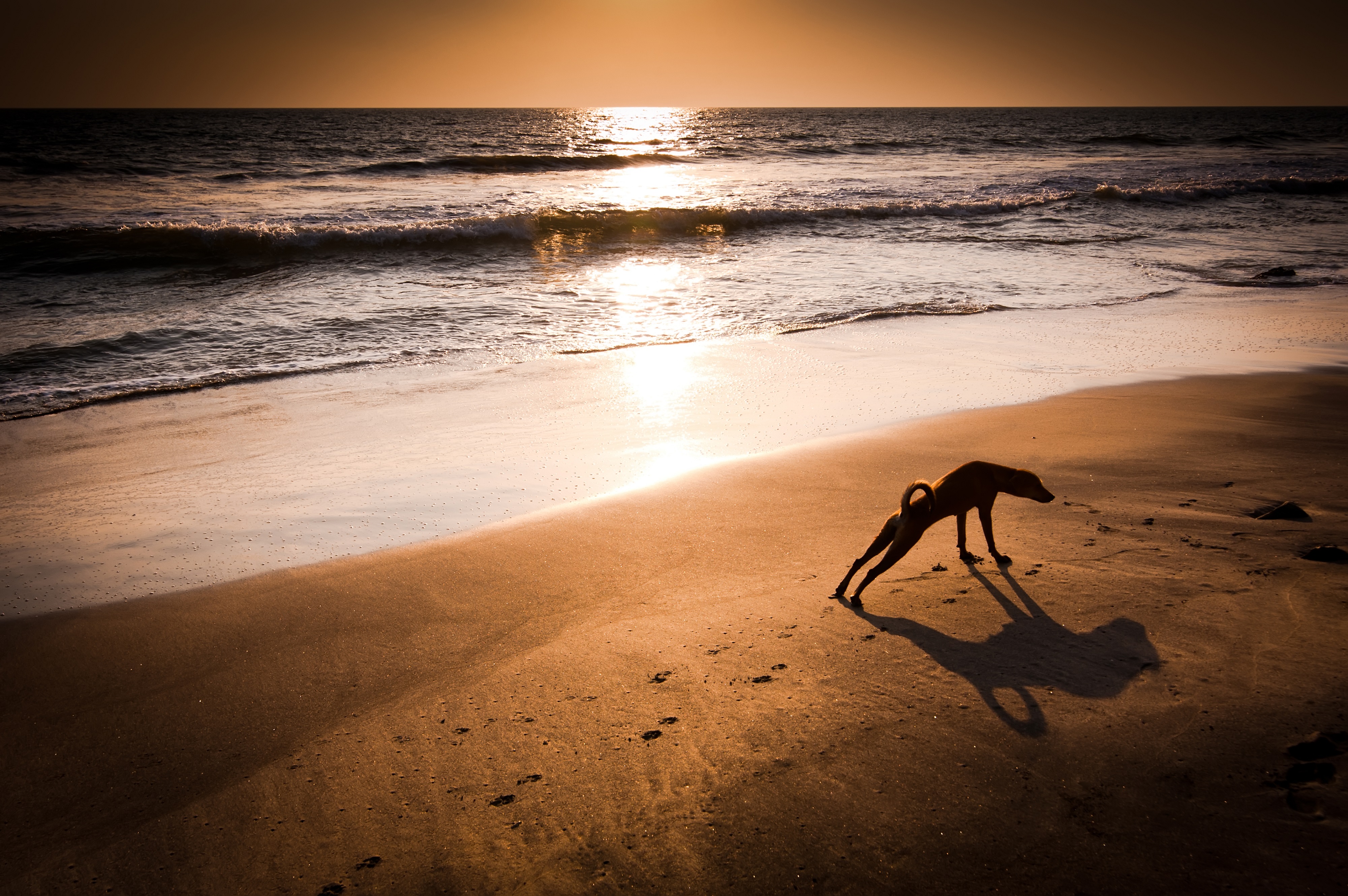 Concept idea of dog yoga. Dog in yoga position Urdhva Mukha Svanasana (Upward Facing Dog) at tropical beach under evening sun. India