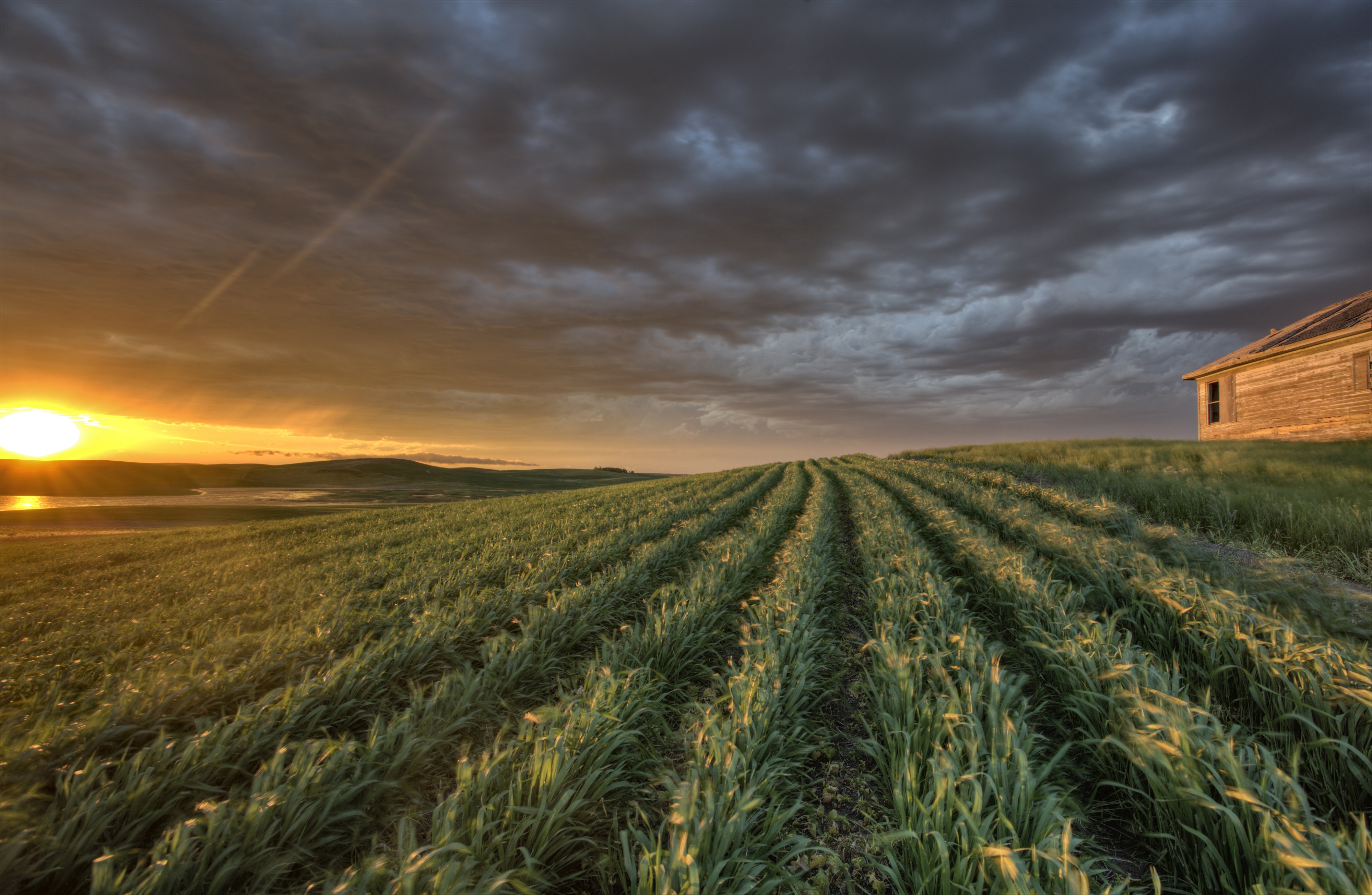 sunset and durum wheat crop storm clouds