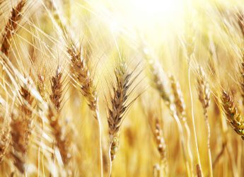 wheat