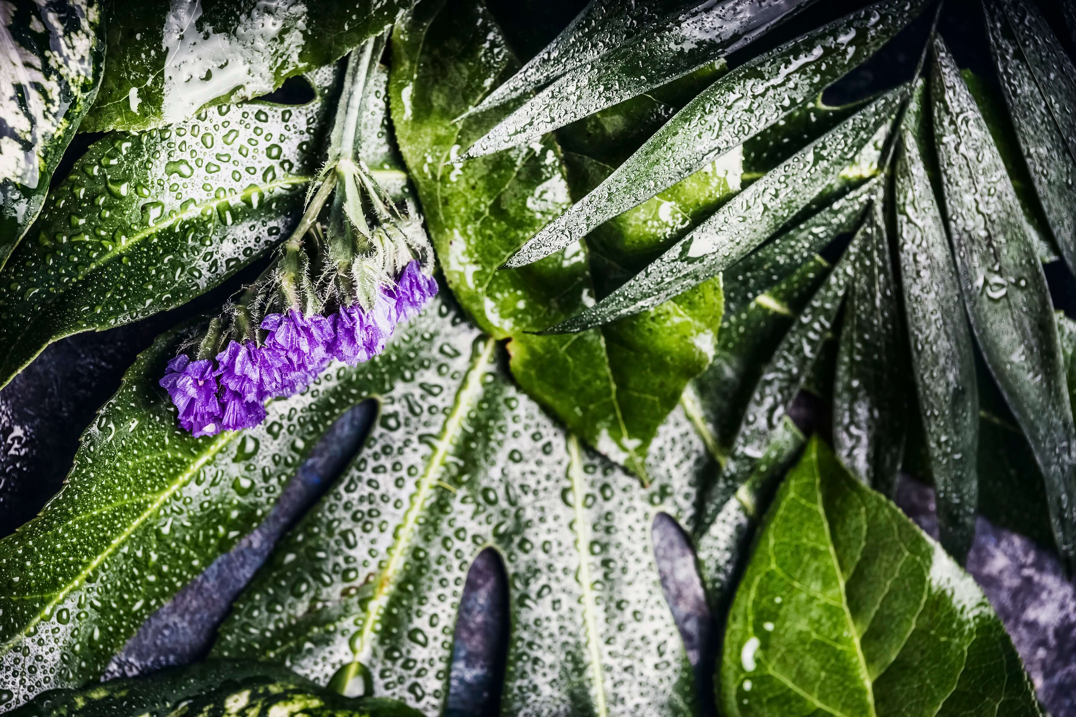 Layout of green tropical leaves with purple flowers and water drops, top view