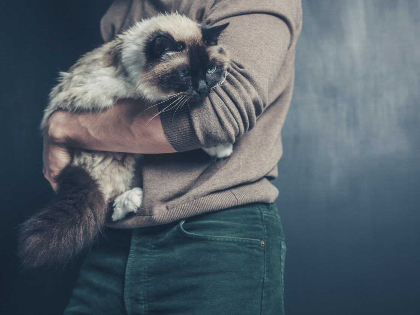 A young man is holding a big Birman cat